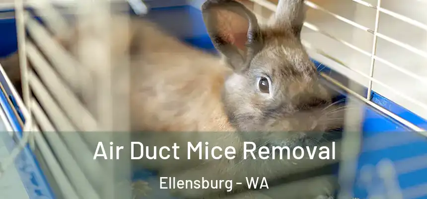 Air Duct Mice Removal Ellensburg - WA