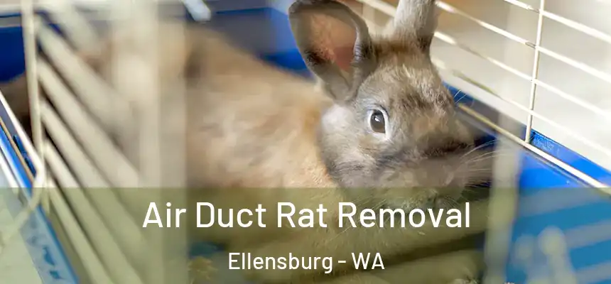 Air Duct Rat Removal Ellensburg - WA