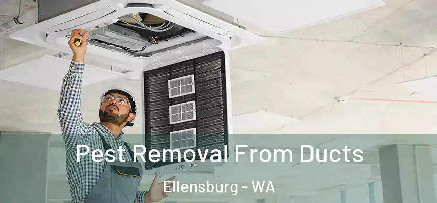 Pest Removal From Ducts Ellensburg - WA